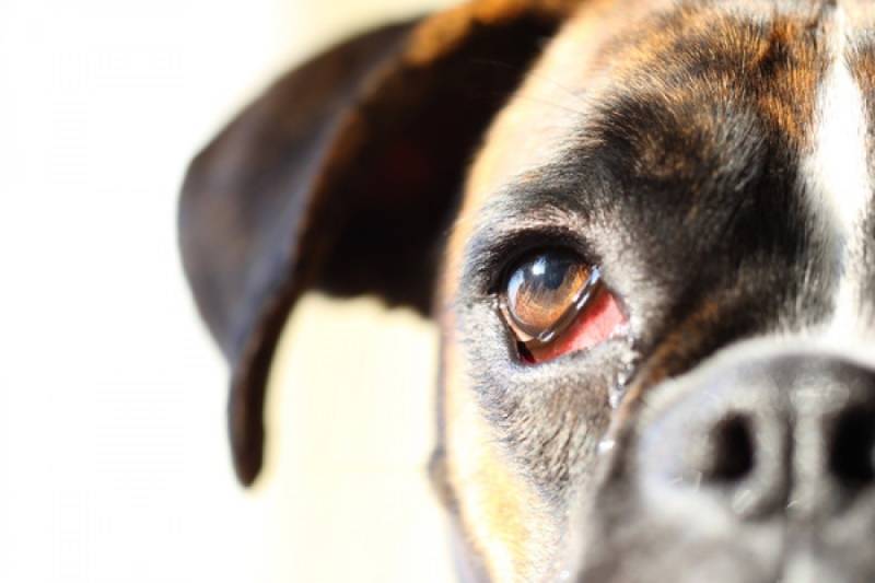 Почему у собаки текут слезы