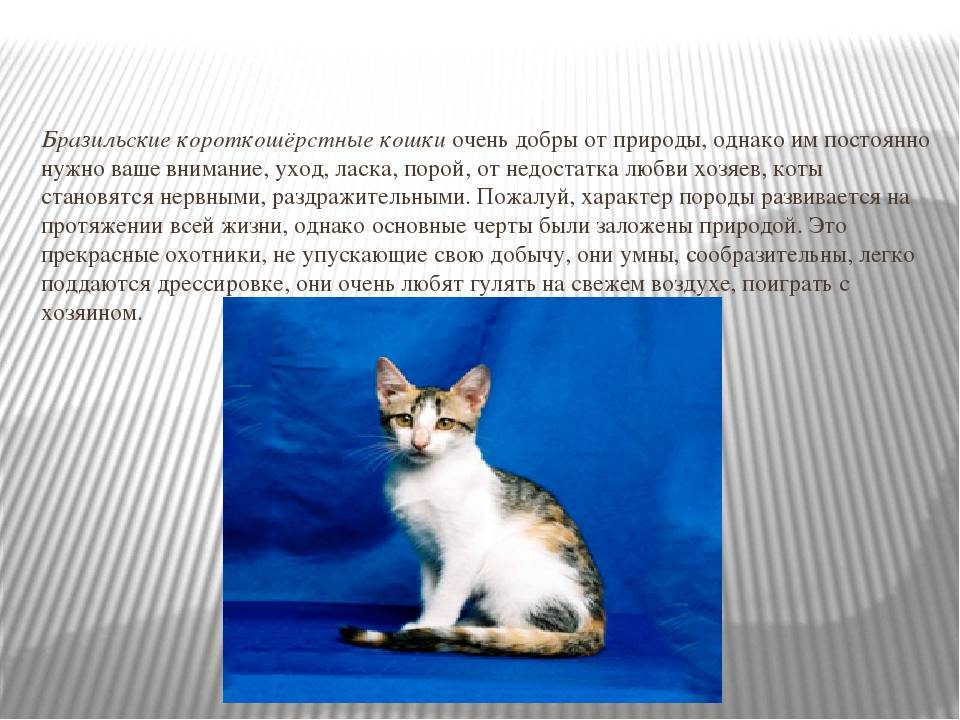 Ликой, или кошка-оборотень: фото и описание породы, особенности содержания и ухода