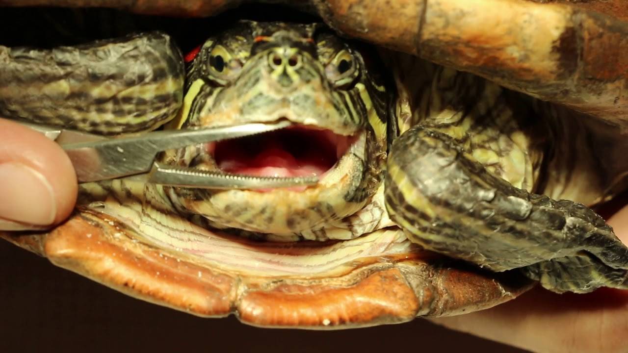 Почему красноухая черепаха открывает рот