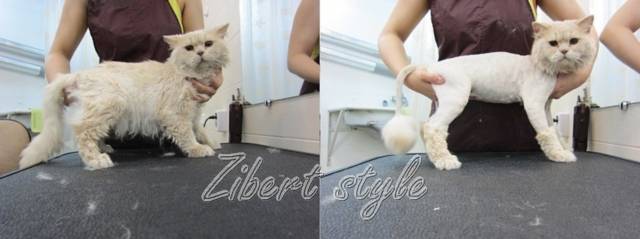 Груминг британской кошки: уход за шерстью, стрижка и купание британцев | породы кошек | royal-groom