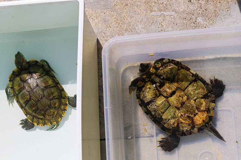 В природе красноухая черепаха живет в пресноводных водоемах, которые в зимний период могут покрываться льдом. в таких случаях красноухая черепаха впадает в спячку
