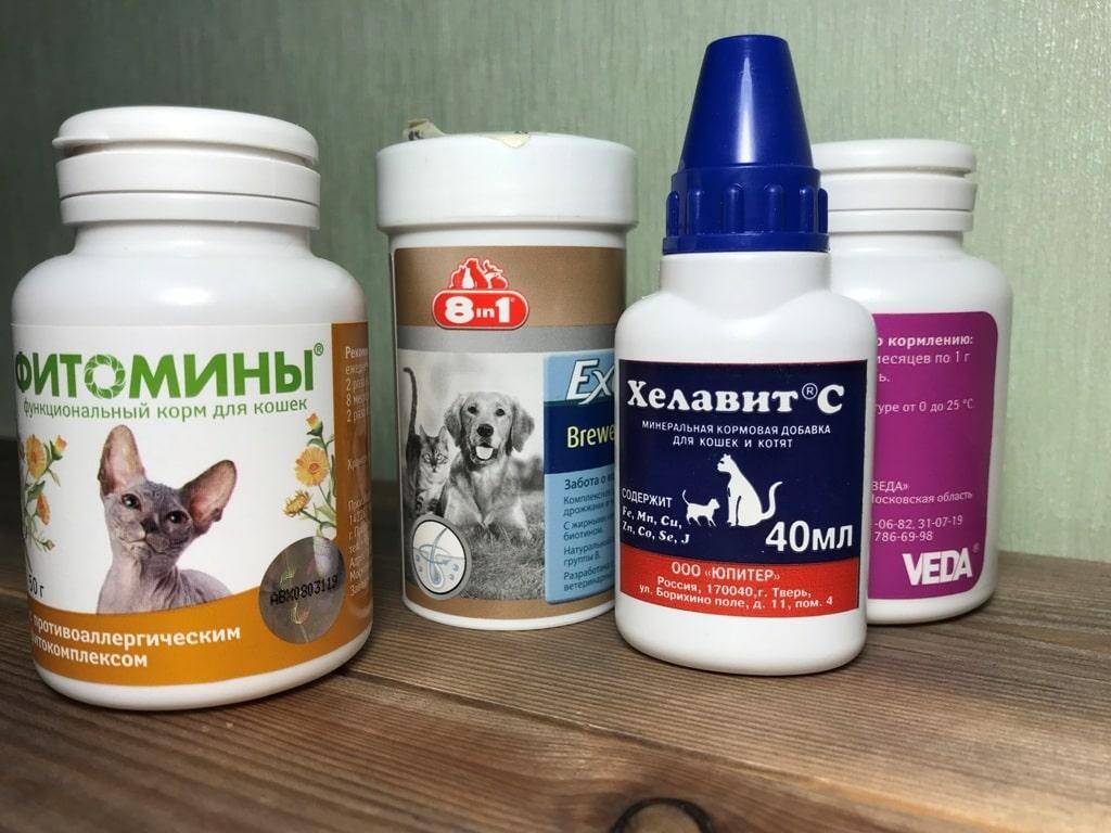 Список необходимых витаминов для собак мелких пород | ваши питомцы