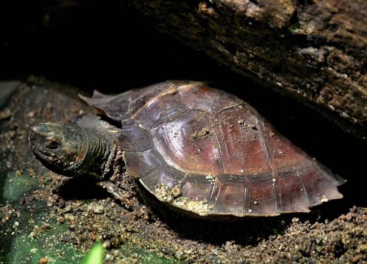 Удивительные, необычные и очень красивые черепахи (40 фото)
