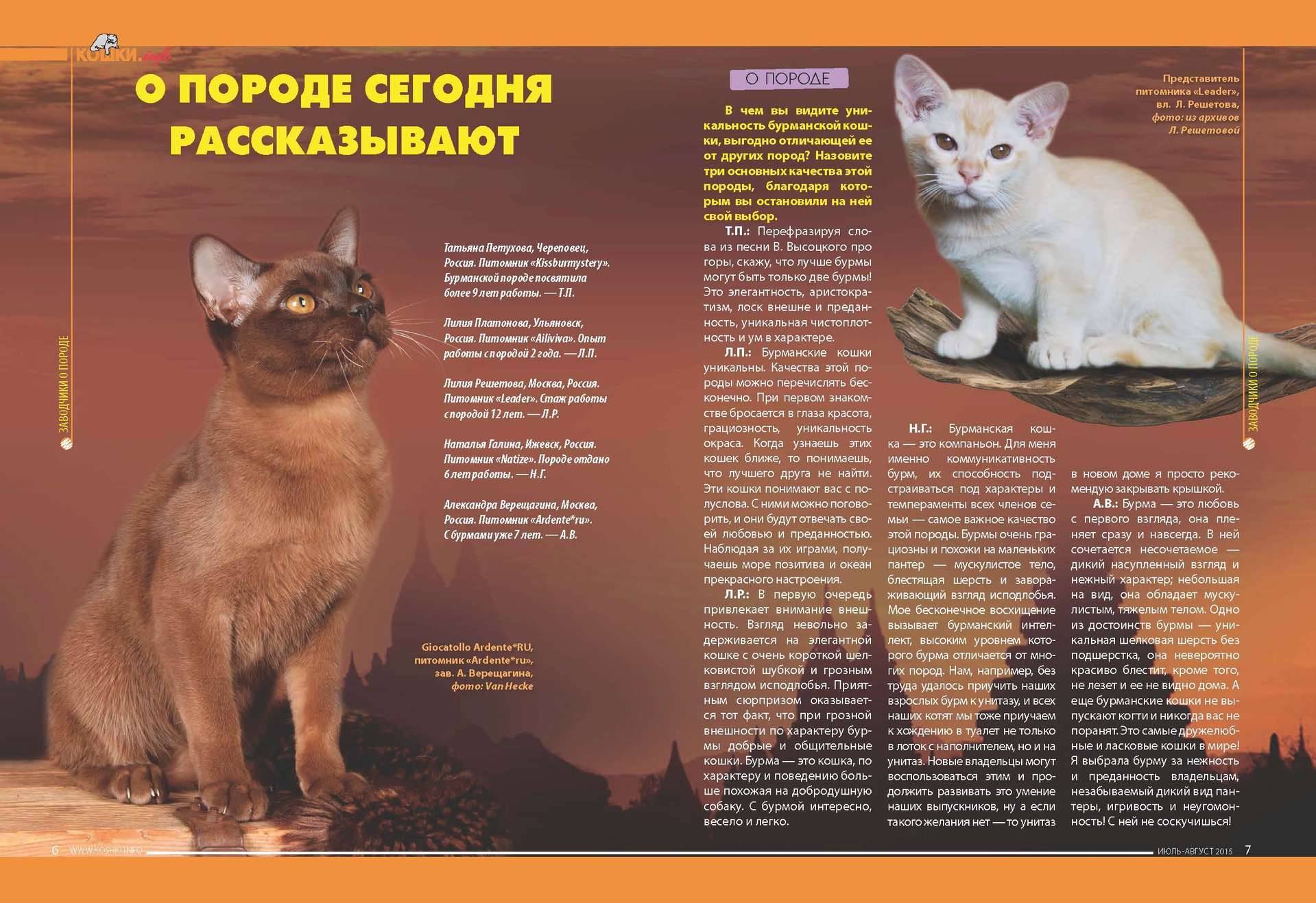 Описание породы бурманской кошки и правила содержания