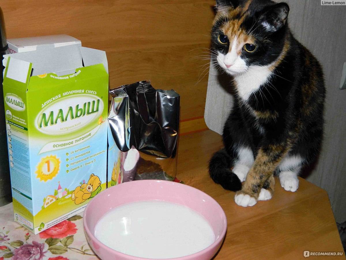Чем кормить кормящую кошку: с первых дней после родов и до отлучения котят