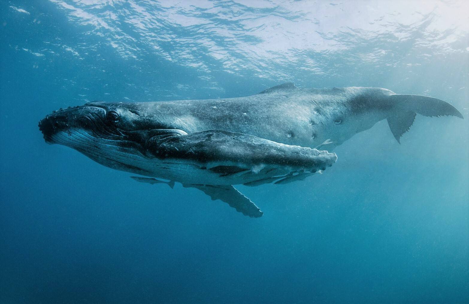 Горбатый кит. образ жизни и среда обитания горбатого кита