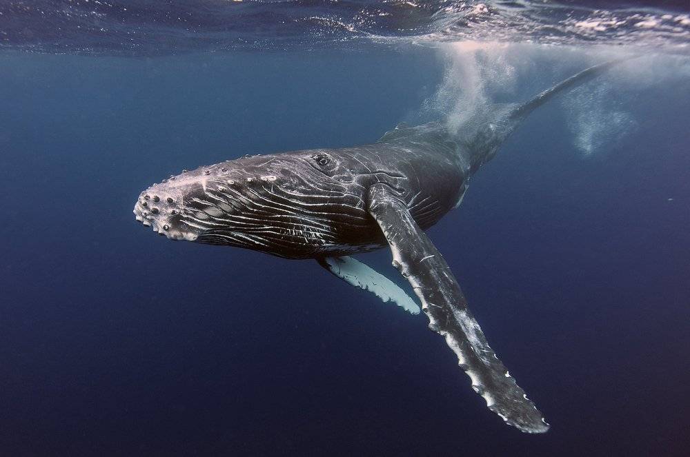 Горбатый кит круглые черви ogmogaster ceti