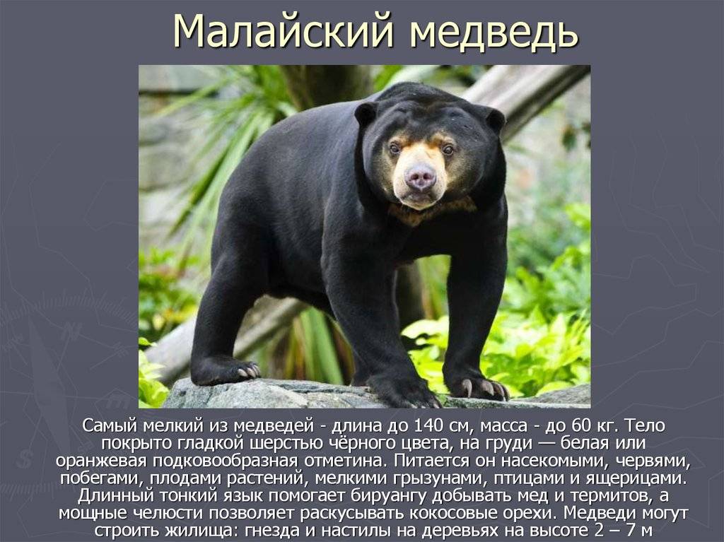 Виды медведей: описание и особенности