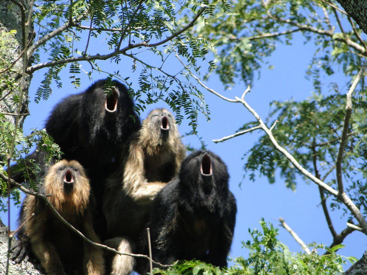 Обезьяна-ревун: описание приматов и значение их криков : labuda.blog