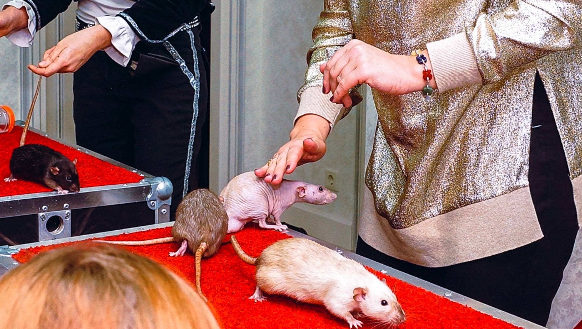 Как дрессировать крысу в домашних условиях: быстрое и правильное обучение грызуна