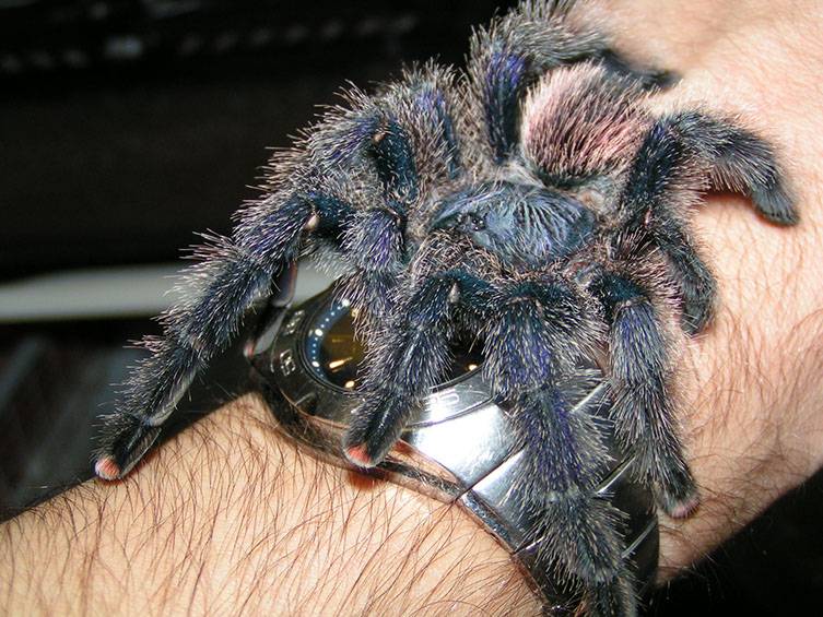 Опасен ли укус южнорусского тарантула для человека, действия при укусе