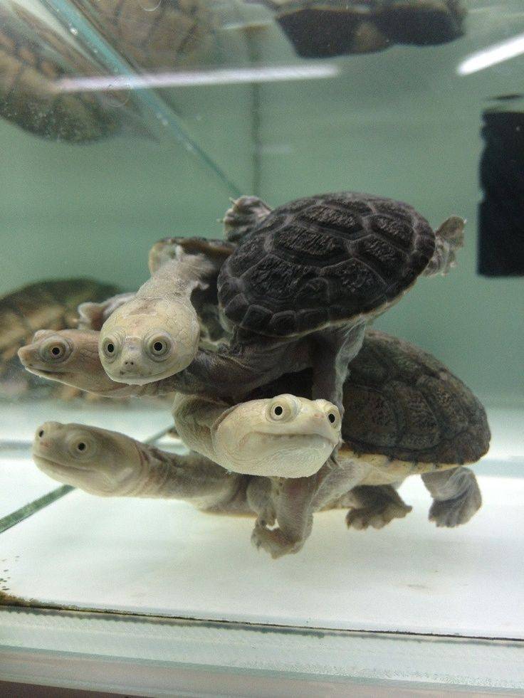Черепаха для аквариума: какие виды подходят, сколько живут, какой аквариум нужен, как его обустроить, как ухаживать, чем кормить
