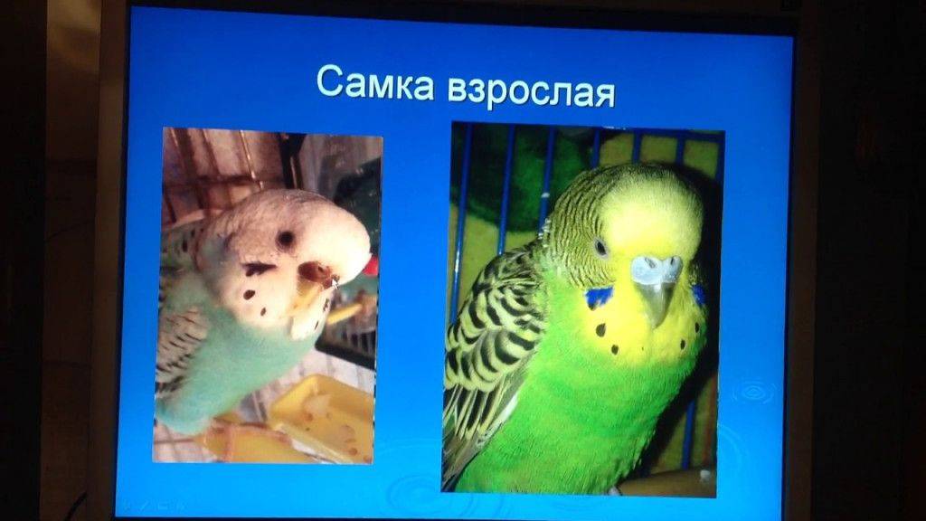 Как выбрать попугая?