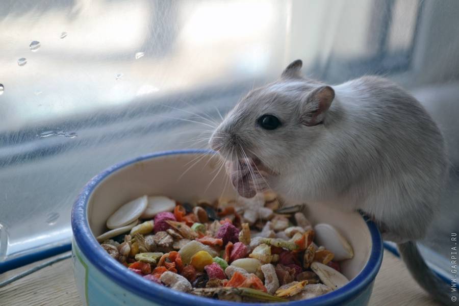 Что едят мыши