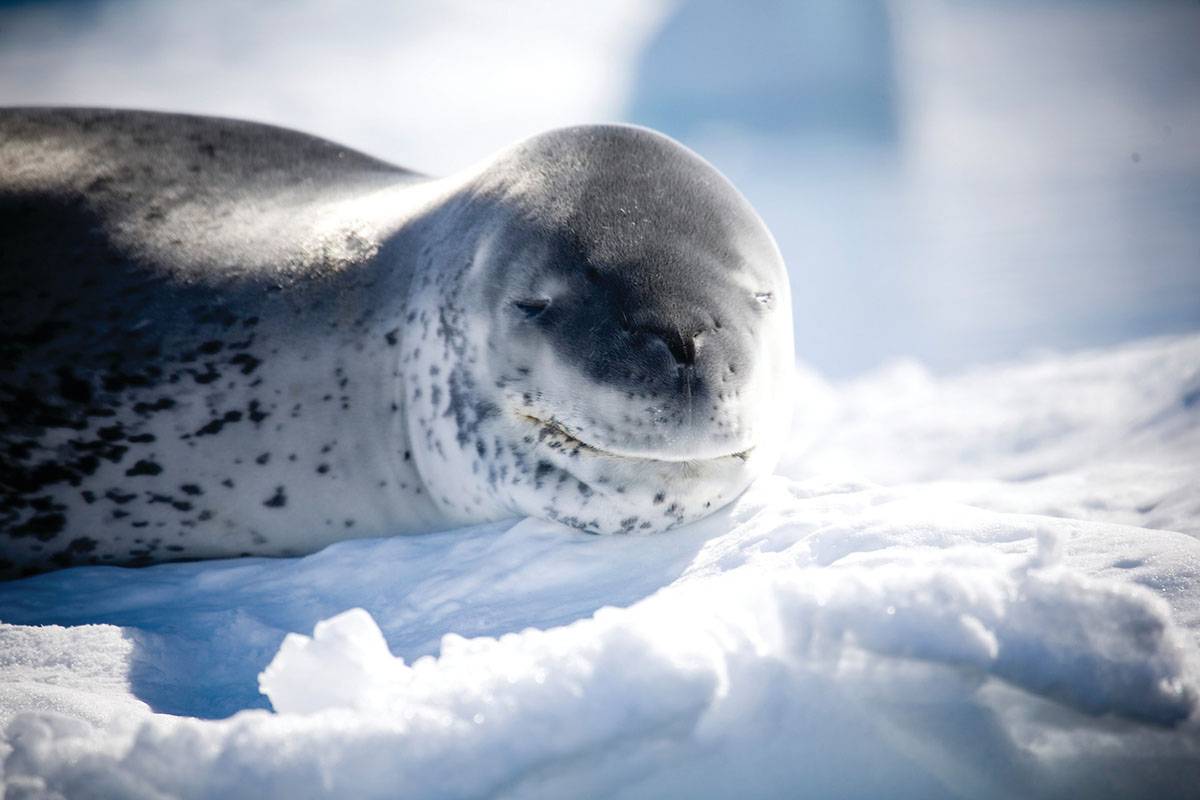 Тюлень – морской увалень