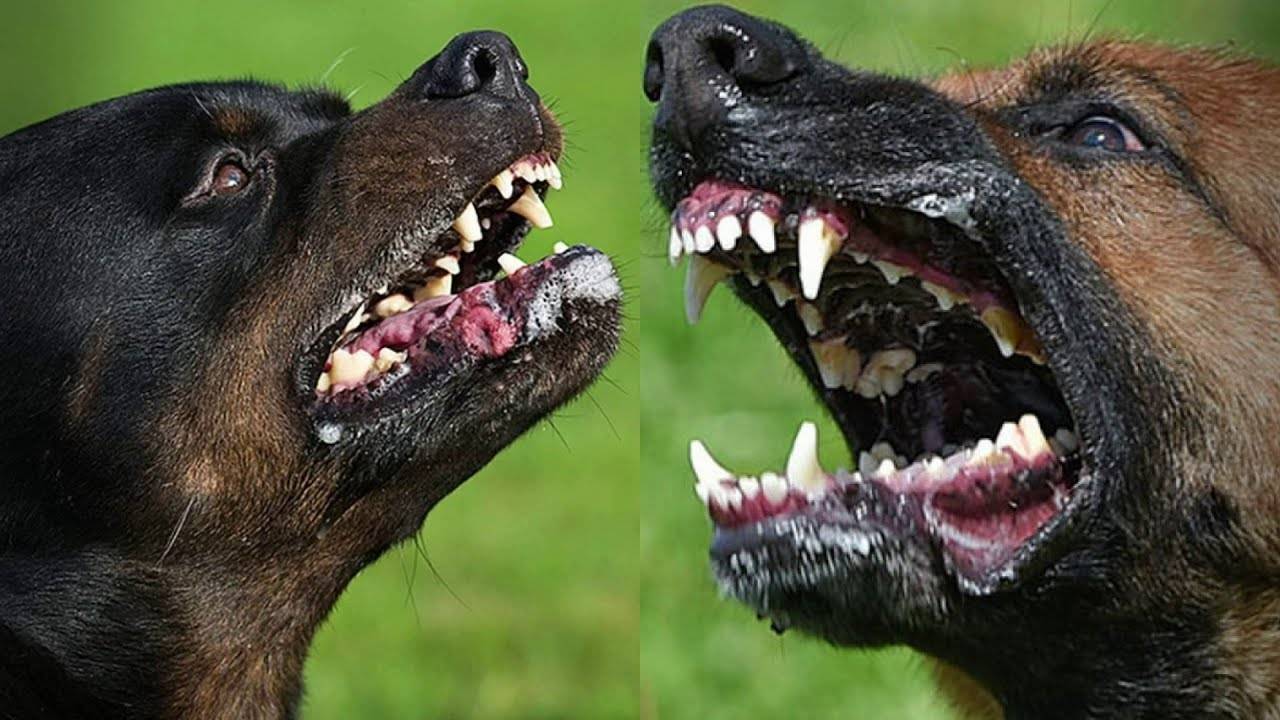 Самые сильные челюсти у собак. топ пород