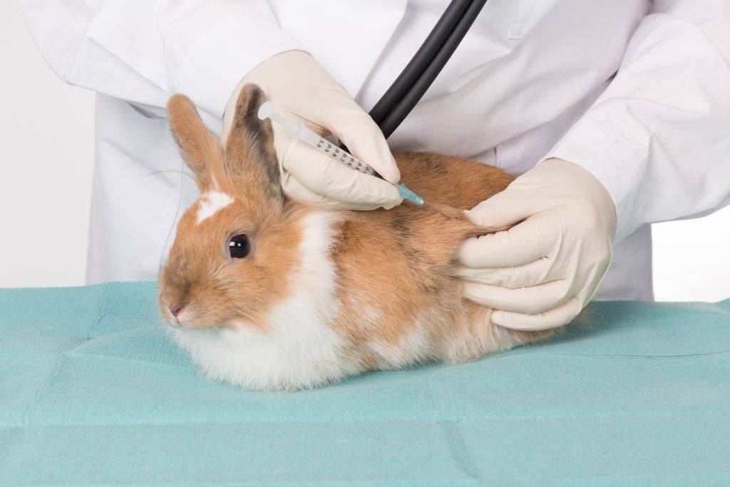 Болезни жкт у кроликов - ветеринарные клиники ситивет