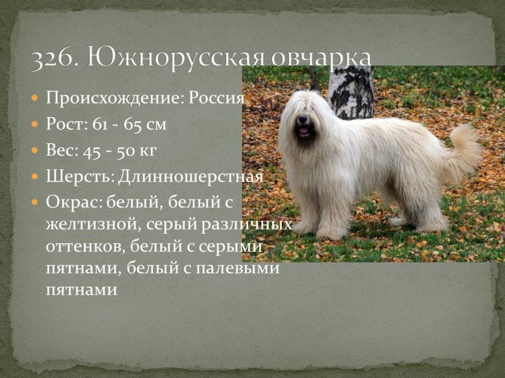Южнорусская овчарка: фото, описание породы, щенки, дрессировка