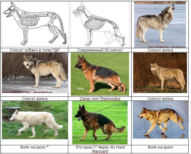 Дикие предки домашних собак: обзор пород, похожих на волков