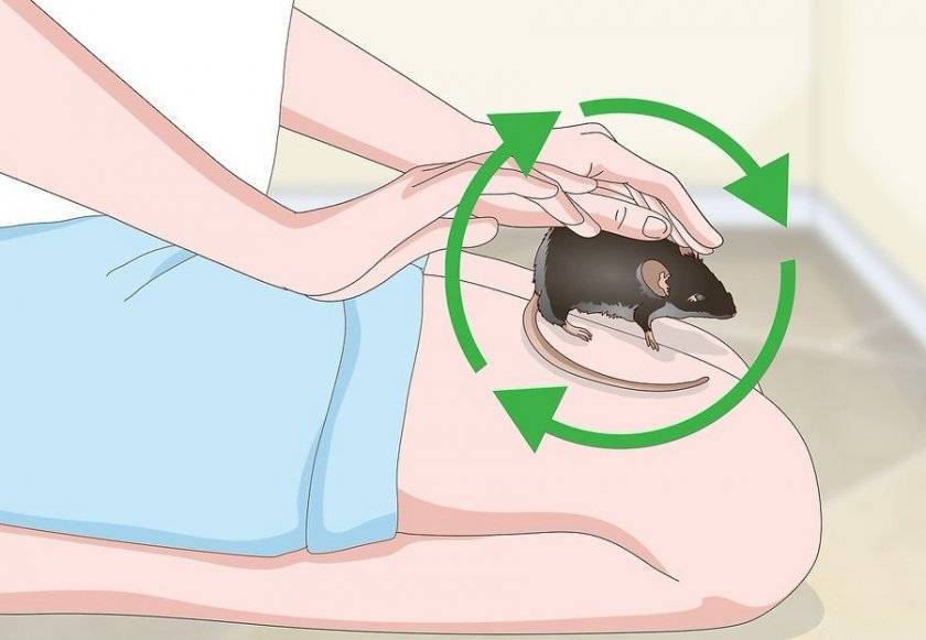 Как приучить крысу к рукам: пошаговая инструкция - kotiko.ru