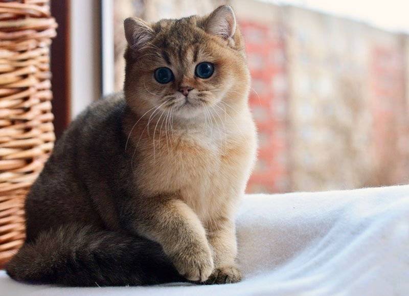 Кошка золотая шиншилла - описание, фото и характеристика