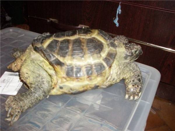 Красноухая черепаха не ест вялая и спит: почему такое бывает и что делать?