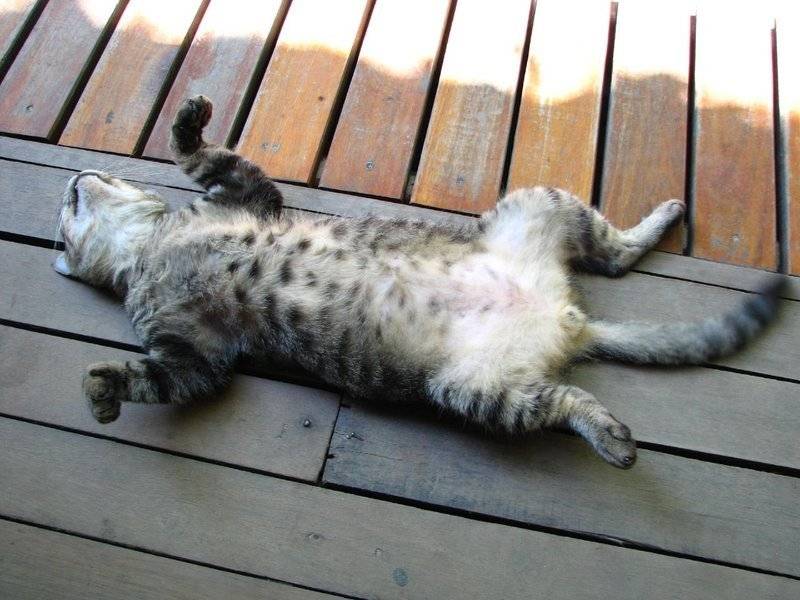 Котенок из японии, который спит на спине как человек