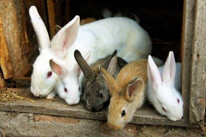 Такие необычные декоративные кролики: интересные факты