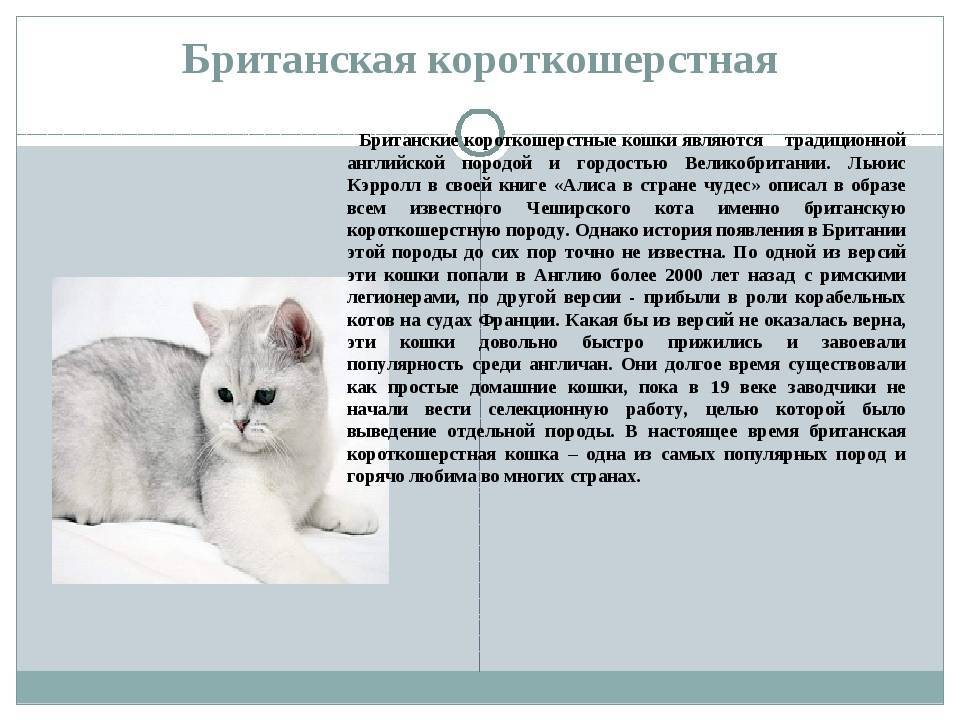 Невская маскарадная кошка: особенности породы, характера, воспитания