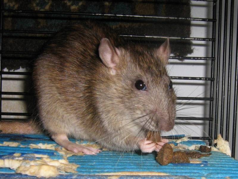 Часто задаваемые вопросы о домашних крысах