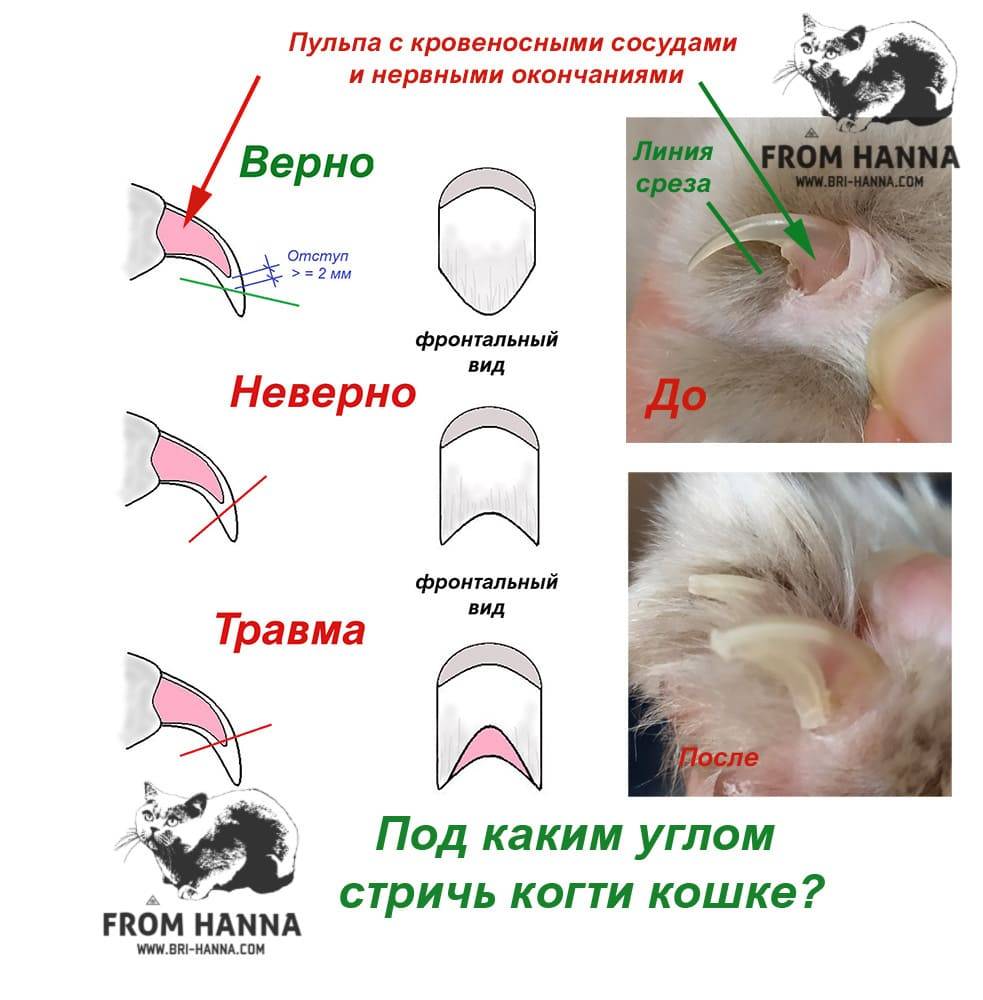 Как подстричь кошке когти правильно: подготовка, инструменты, техника, советы