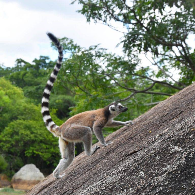 Кошачий лемур (катта) lemur catta