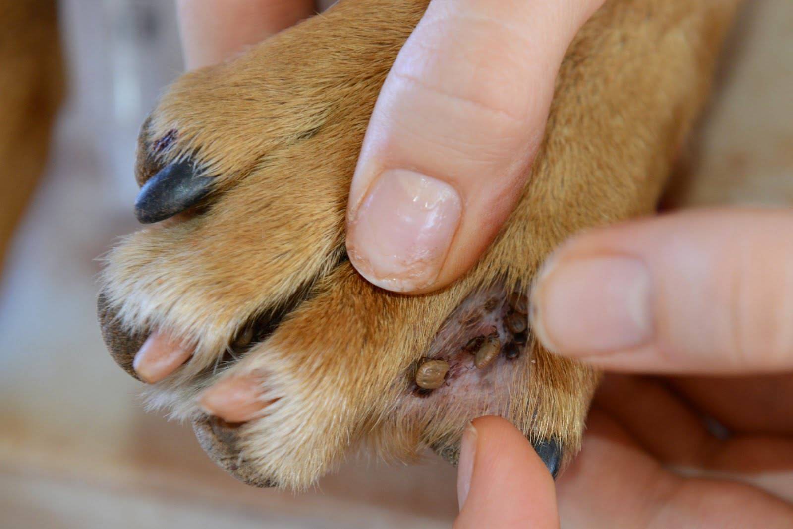 Клещи у собаки: что делать после укуса, как вытащить? симптомы, признаки и лечение пироплазмоза