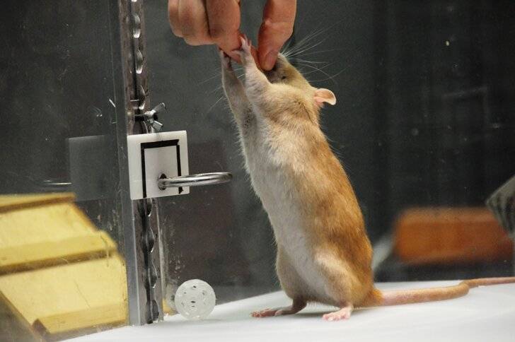Как дрессировать крысу в домашних условиях: воспитание и приучение к командам