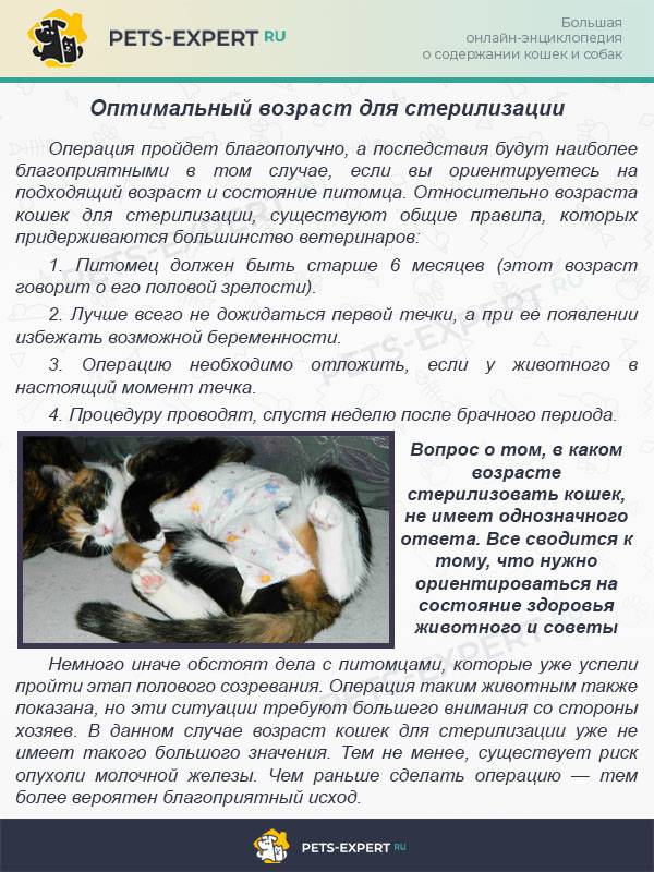 ᐉ можно ли кастрировать кошку во время гуляния? - zoo-mamontenok.ru