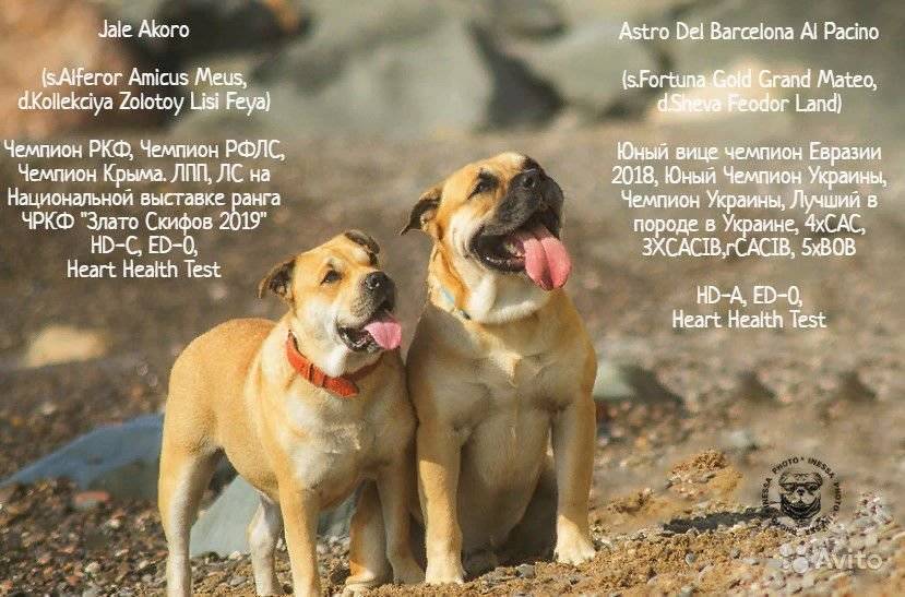 Ка де бо: описание породы собак, характер