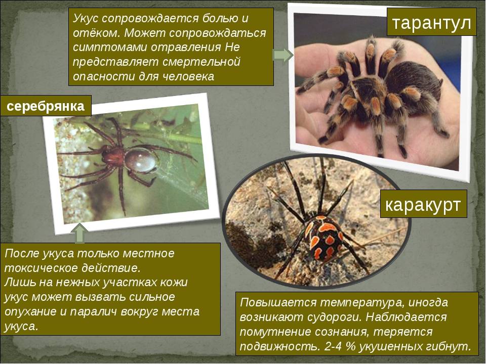 Укус тарантула: фото, опасен ли для человека, как выглядят симптомы, последствия, первая помощь