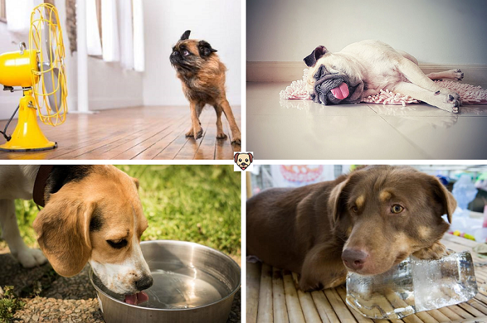 Как помочь собаке в жару: 12 способов