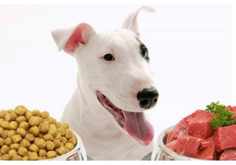 О том, чем лучше кормить собаку: натуральной пищей или сухим кормом