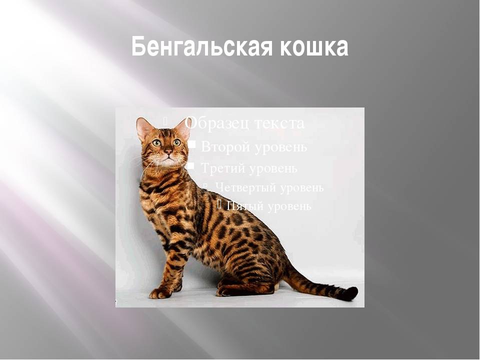 Коты леопардового окраса - характер породы и описание
