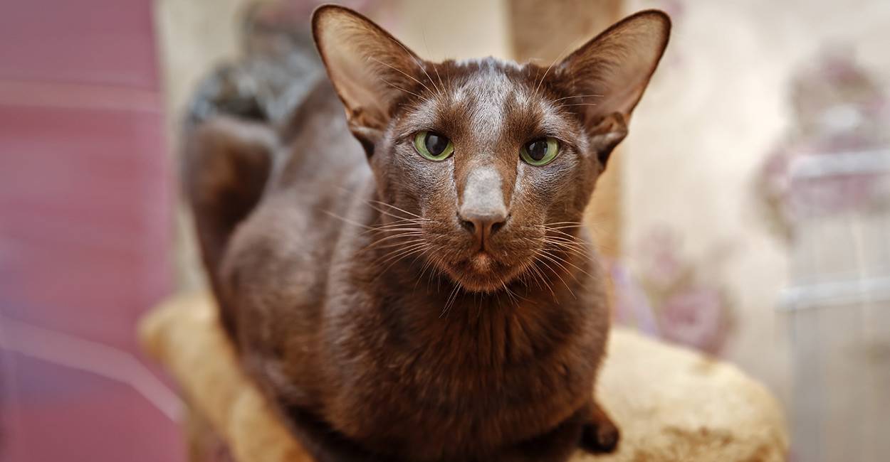 Ориентальная кошка: описание породы, характер, особенности