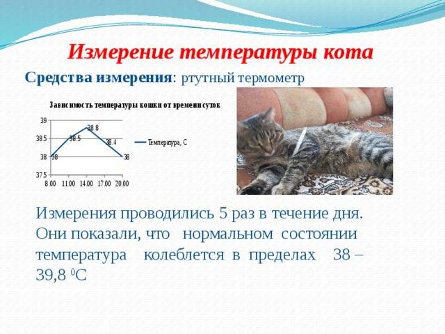 Повышенная температура у кошки: как измерить и помочь | блог ветклиники "беланта"