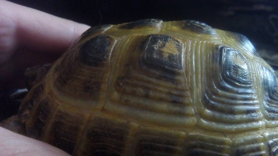 Как узнать сколько лет черепахе, определение возраста по внешним признакам