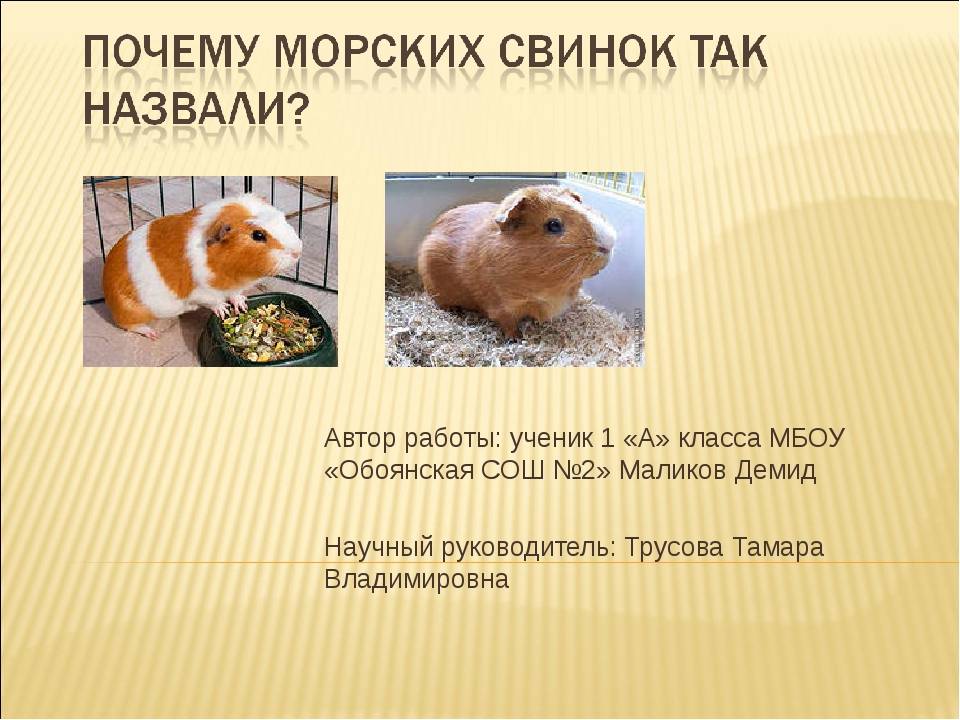 ᐉ почему морская свинка так называется, история происхождения названия - zoopalitra-spb.ru