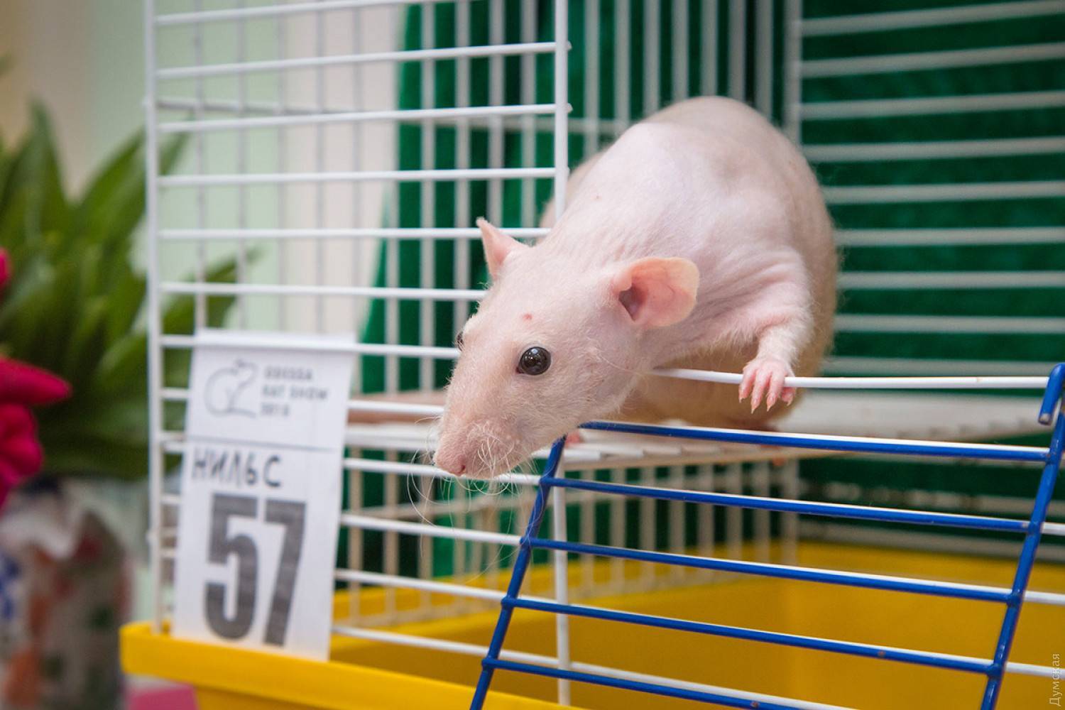 Все о лысой крысе сфинкс: описание, виды, уход и содержание, чем кормить