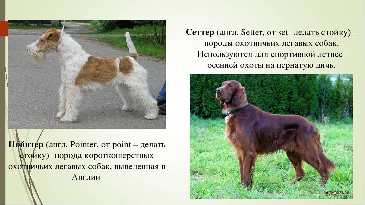 7 знаменитых пород собак, которых вывели в россии - русская семерка