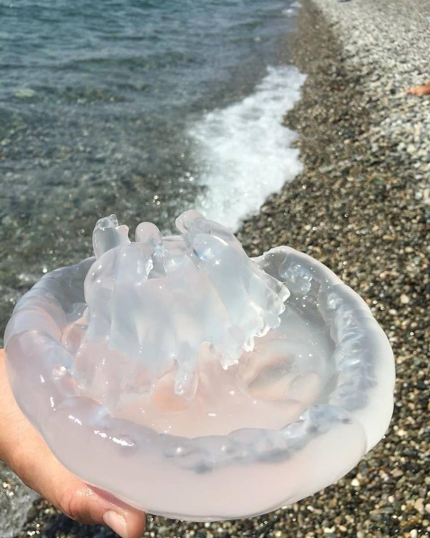 Медузы, обитающие в черном море — фото, описание и опасны ли для человека — природа мира