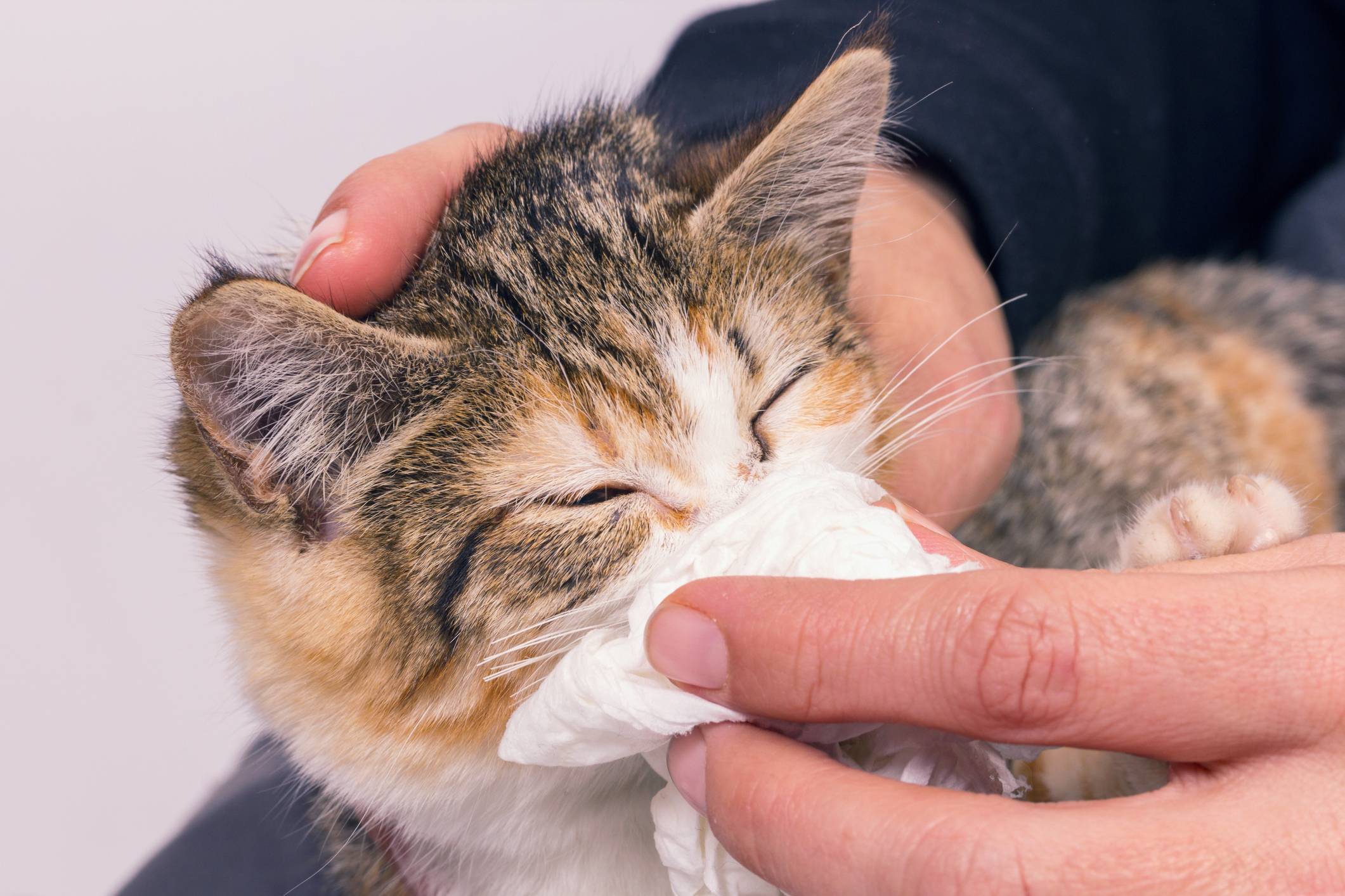 Почему котенок чихает: 12 основных причин и что делать
