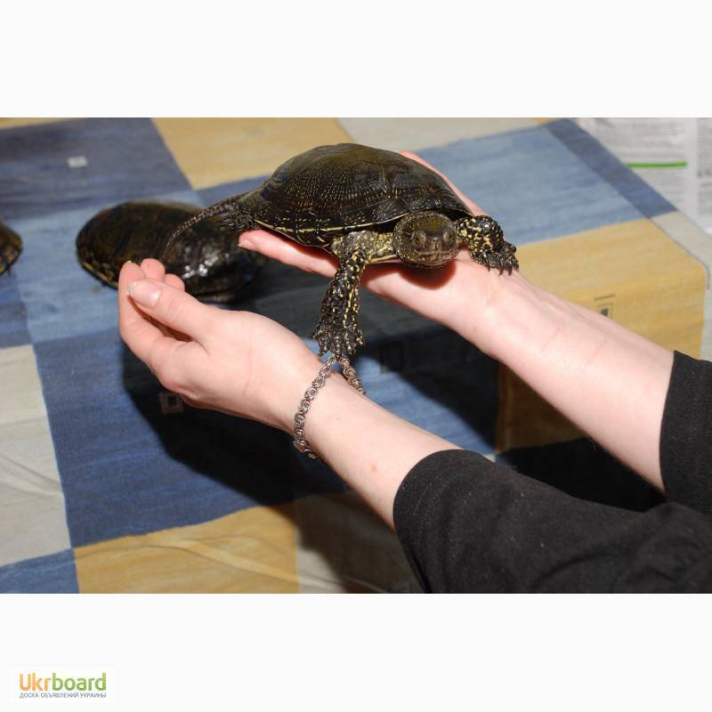 Болотная черепаха: питание, уход и разведение в домашних условиях