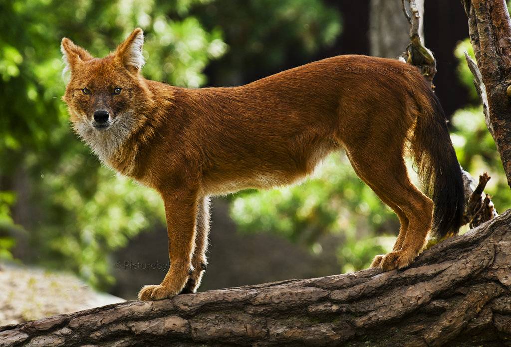 Красный волк, или горный волк (лат. cuon alpinus): фото, описание, популяция